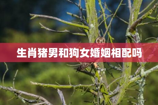 生肖猪男和狗女婚姻相配吗