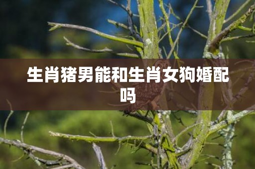 生肖猪男能和生肖女狗婚配吗