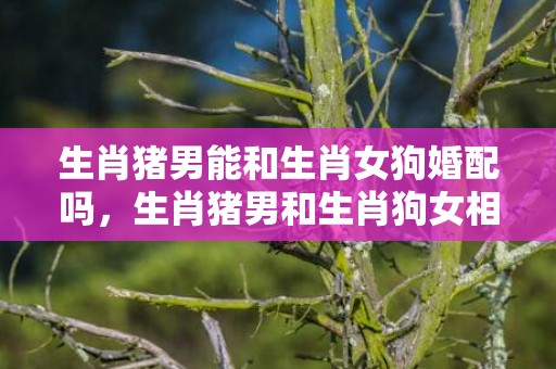 生肖猪男能和生肖女狗婚配吗，生肖猪男和生肖狗女相配吗