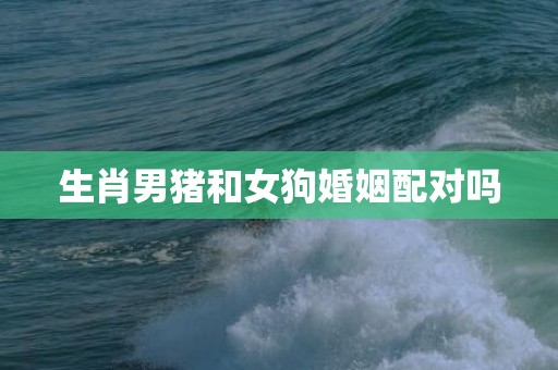 生肖男猪和女狗婚姻配对吗