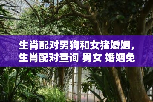 生肖配对男狗和女猪婚姻，生肖配对查询 男女 婚姻免费测试