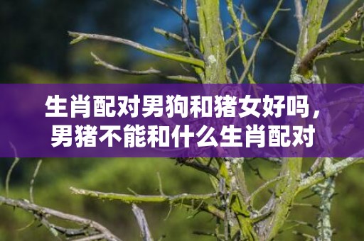 生肖配对男狗和猪女好吗，男猪不能和什么生肖配对