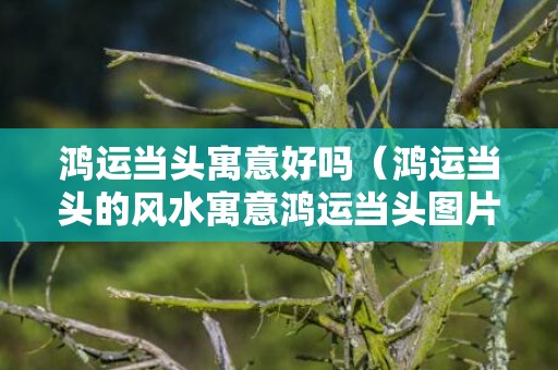 鸿运当头寓意好吗（鸿运当头的风水寓意鸿运当头图片和寓意分析）