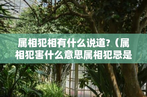 属相犯相有什么说道?（属相犯害什么意思属相犯忌是什么意思）