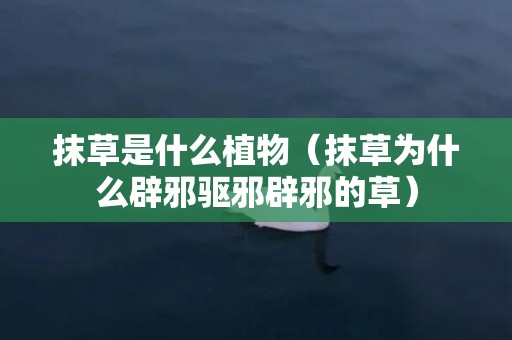 抹草是什么植物（抹草为什么辟邪驱邪辟邪的草）
