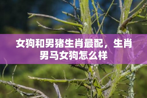 女狗和男猪生肖最配，生肖男马女狗怎么样