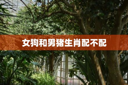 女狗和男猪生肖配不配