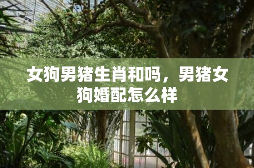 女狗男猪生肖和吗，男猪女狗婚配怎么样