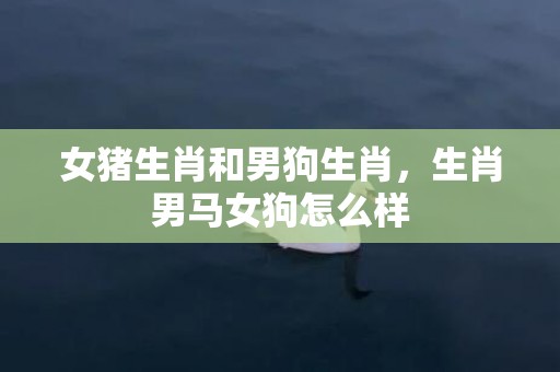 女猪生肖和男狗生肖，生肖男马女狗怎么样