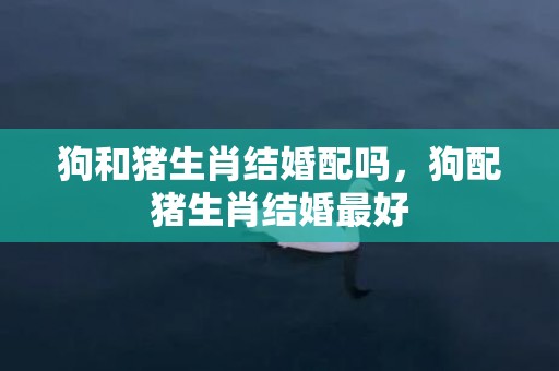 狗和猪生肖结婚配吗，狗配猪生肖结婚最好