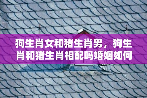 狗生肖女和猪生肖男，狗生肖和猪生肖相配吗婚姻如何