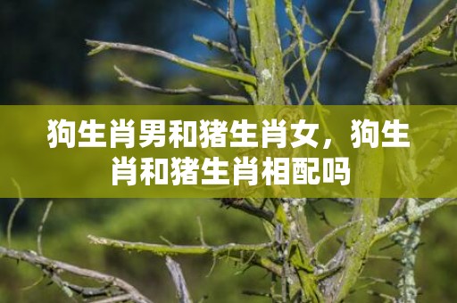 狗生肖男和猪生肖女，狗生肖和猪生肖相配吗