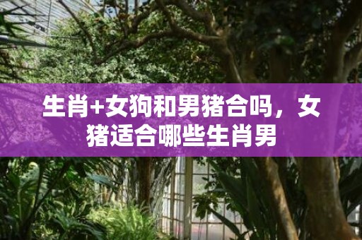 生肖+女狗和男猪合吗，女猪适合哪些生肖男