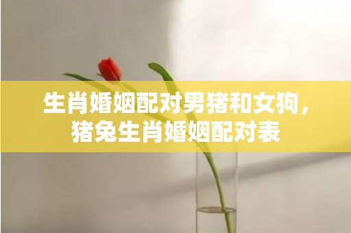 生肖婚姻配对男猪和女狗，猪兔生肖婚姻配对表