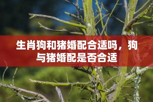生肖狗和猪婚配合适吗，狗与猪婚配是否合适