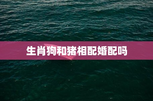 生肖狗和猪相配婚配吗