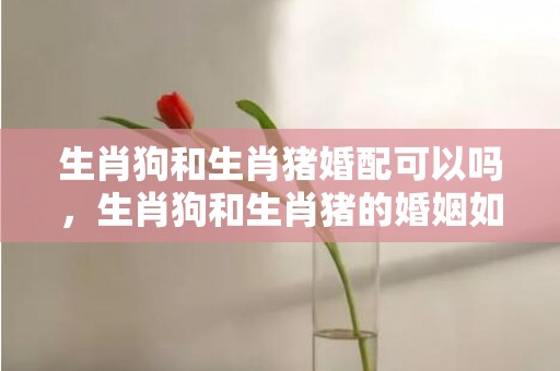 生肖狗和生肖猪婚配可以吗，生肖狗和生肖猪的婚姻如何
