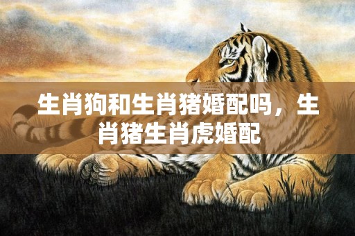 生肖狗和生肖猪婚配吗，生肖猪生肖虎婚配