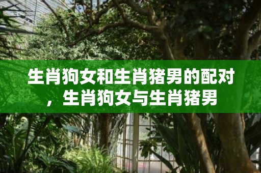 生肖狗女和生肖猪男的配对，生肖狗女与生肖猪男