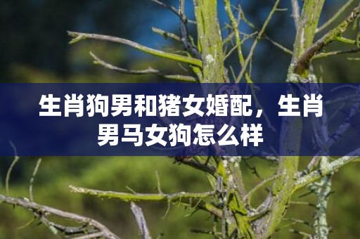 生肖狗男和猪女婚配，生肖男马女狗怎么样