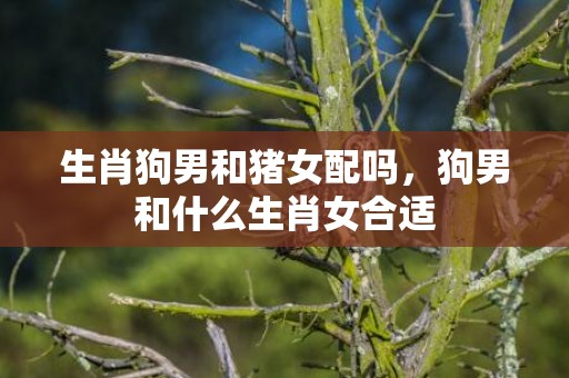 生肖狗男和猪女配吗，狗男和什么生肖女合适