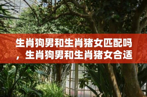 生肖狗男和生肖猪女匹配吗，生肖狗男和生肖猪女合适吗