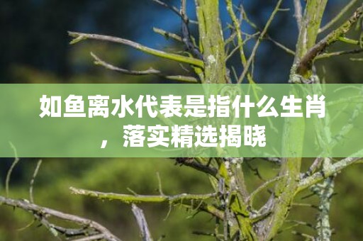 如鱼离水代表是指什么生肖，落实精选揭晓