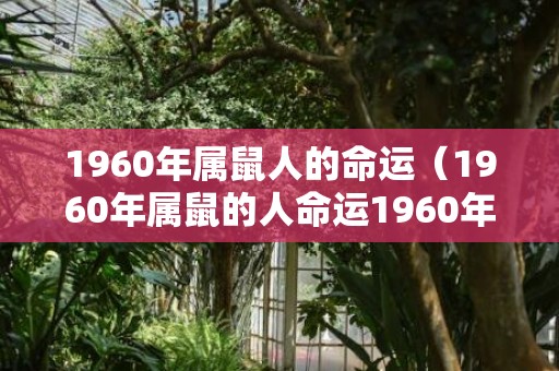 1960年属鼠人的命运（1960年属鼠的人命运1960年属鼠人是什么命）