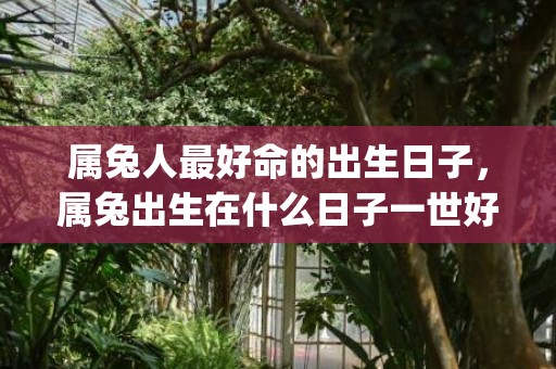 属兔人最好命的出生日子，属兔出生在什么日子一世好命(属兔人最好命的出生日)