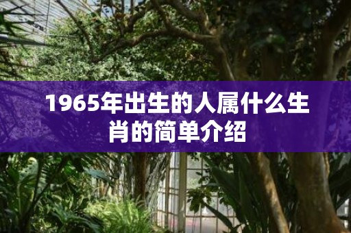 1965年出生的人属什么生肖的简单介绍