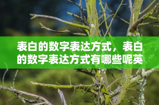 表白的数字表达方式，表白的数字表达方式有哪些呢英语翻译