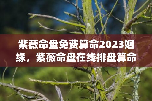 紫薇命盘免费算命2023姻缘，紫薇命盘在线排盘算命易安居(紫薇命盘在线排盘免费)