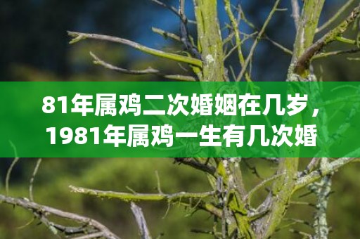 81年属鸡二次婚姻在几岁，1981年属鸡一生有几次婚姻(81年属鸡二次婚姻在43岁)