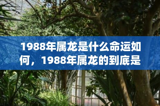 1988年属龙是什么命运如何，1988年属龙的到底是什么命(1988年属龙是什么颜色的龙)
