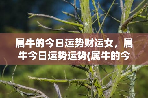 属牛的今日运势财运女，属牛今日运势运势(属牛的今日运势财运)
