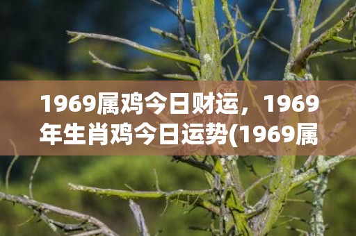 1969属鸡今日财运，1969年生肖鸡今日运势(1969属鸡今日运势查询神巴巴)