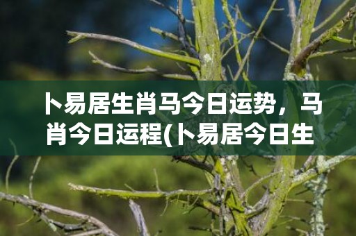 卜易居生肖马今日运势，马肖今日运程(卜易居今日生肖属虎运势)