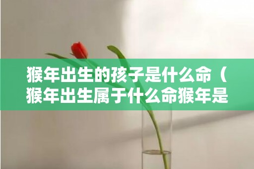 猴年出生的孩子是什么命（猴年出生属于什么命猴年是啥命）