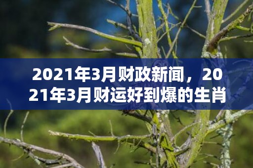 2021年3月财政新闻，2021年3月财运好到爆的生肖,生肖鼠财运爆好