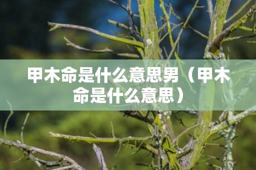 甲木命是什么意思男（甲木命是什么意思）