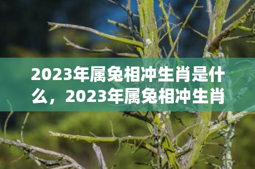 2023年属兔相冲生肖是什么，2023年属兔相冲生肖是什么意思(2023年属兔相运势及运程)