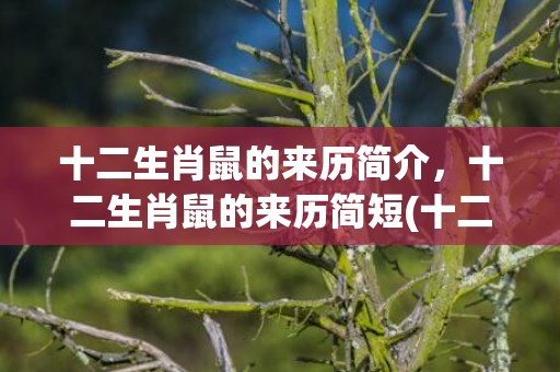 十二生肖鼠的来历简介，十二生肖鼠的来历简短(十二生肖鼠的来历简短的叙述)