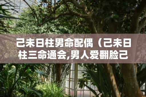 己未日柱男命配偶（己未日柱三命通会,男人爱翻脸己未日柱最厉害的格局）