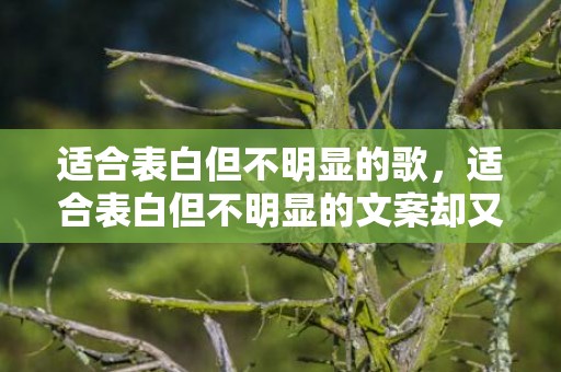 适合表白但不明显的歌，适合表白但不明显的文案却又不能在一起的文案