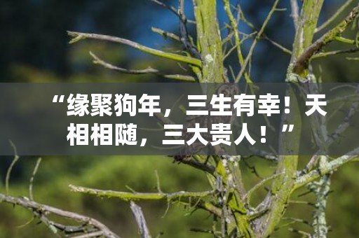 “缘聚狗年，三生有幸！天相相随，三大贵人！”
