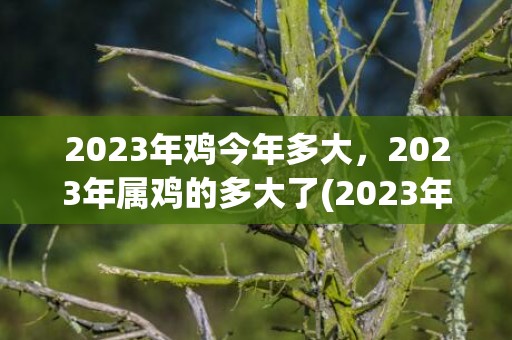 2023年鸡今年多大，2023年属鸡的多大了(2023年1993年鸡今年多大)