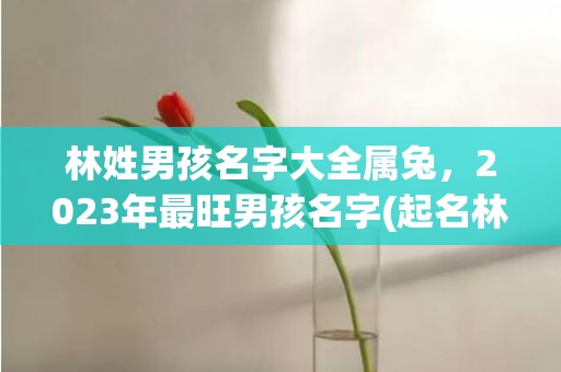 林姓男孩名字大全属兔，2023年最旺男孩名字(起名林姓男孩名字大全)