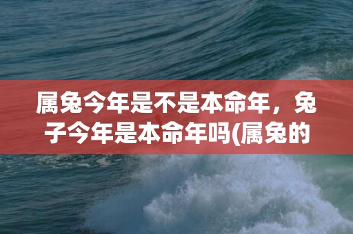 属兔今年是不是本命年，兔子今年是本命年吗(属兔的今年是不是不好)