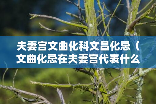 夫妻宫文曲化科文昌化忌（文曲化忌在夫妻宫代表什么文曲化忌夫妻宫的无奈）