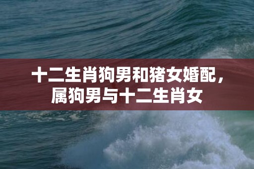 十二生肖狗男和猪女婚配，属狗男与十二生肖女